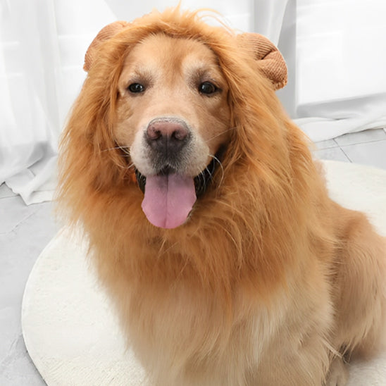 deguisement-chien-lion-fete