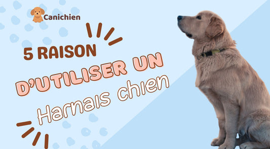 5-raison-utilisation-harnais-chien