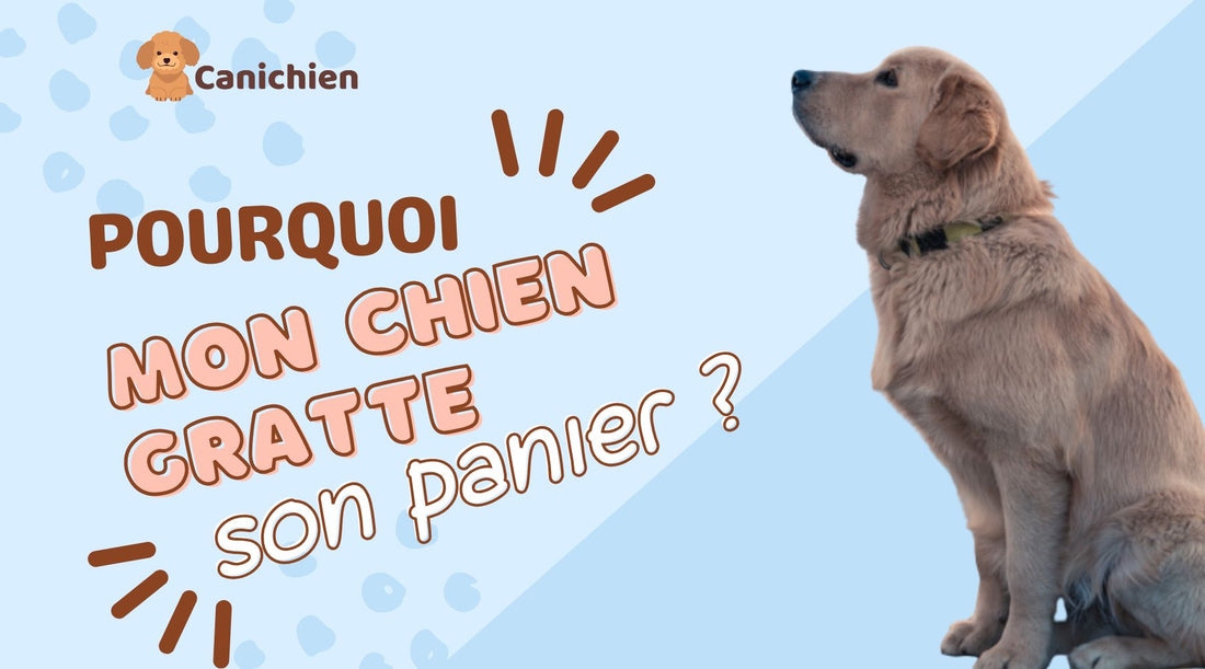 Pourquoi-mon-chien-gratte-son-panier-pour-chien