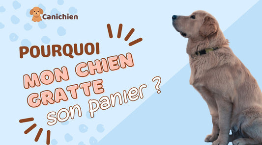 Pourquoi-mon-chien-gratte-son-panier-pour-chien