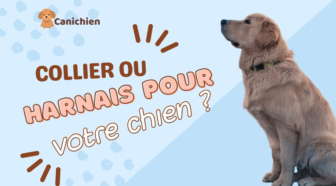 blog-harnais-ou-collier-chien