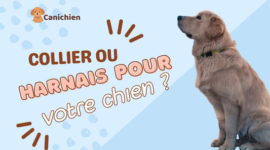 blog-harnais-ou-collier-chien