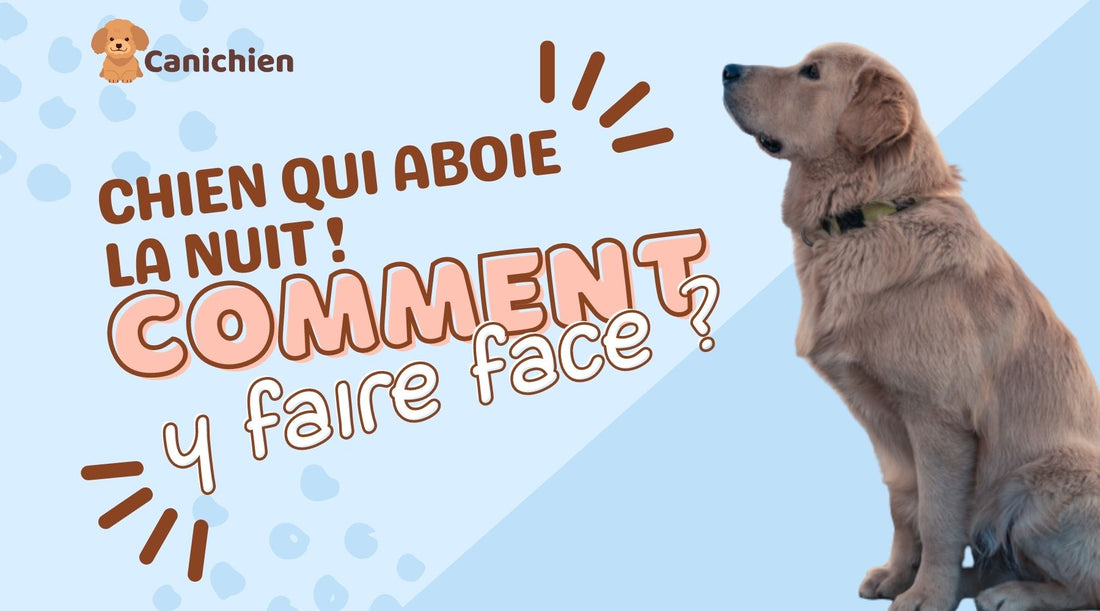 Chien qui aboie la nuit : comment y faire face ?