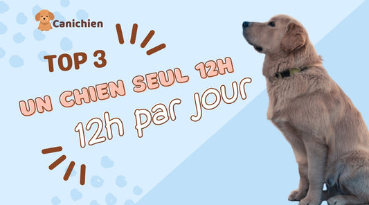 chien-seul-12h-par-jour-blog