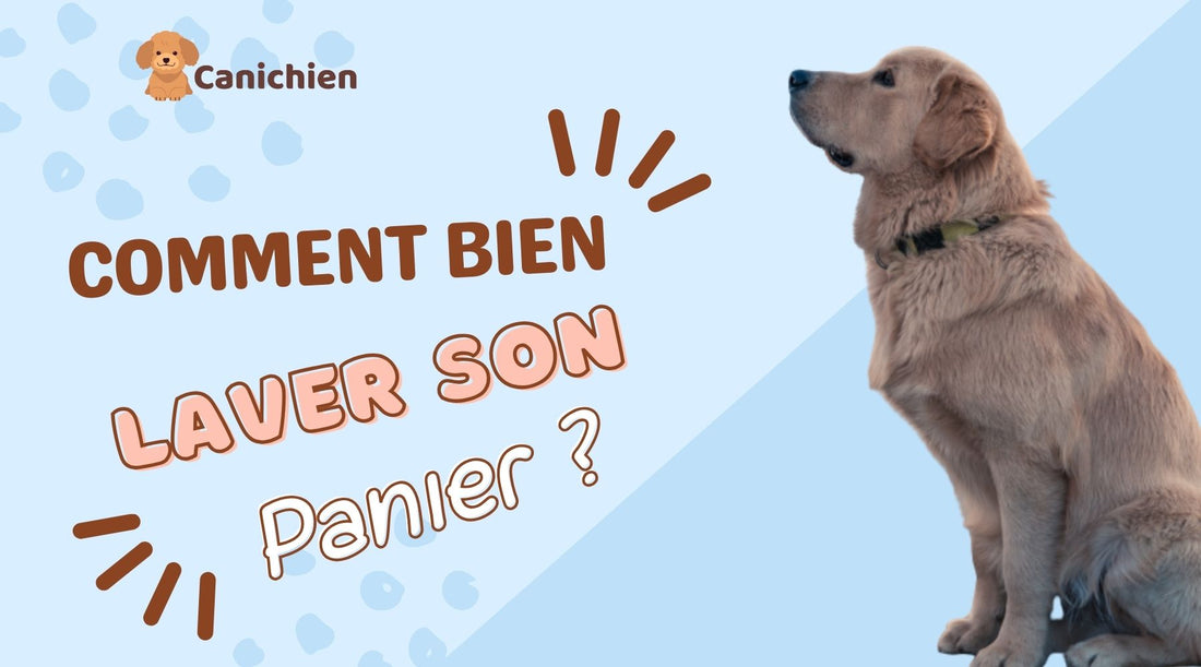 entretien-panie-pour-chien