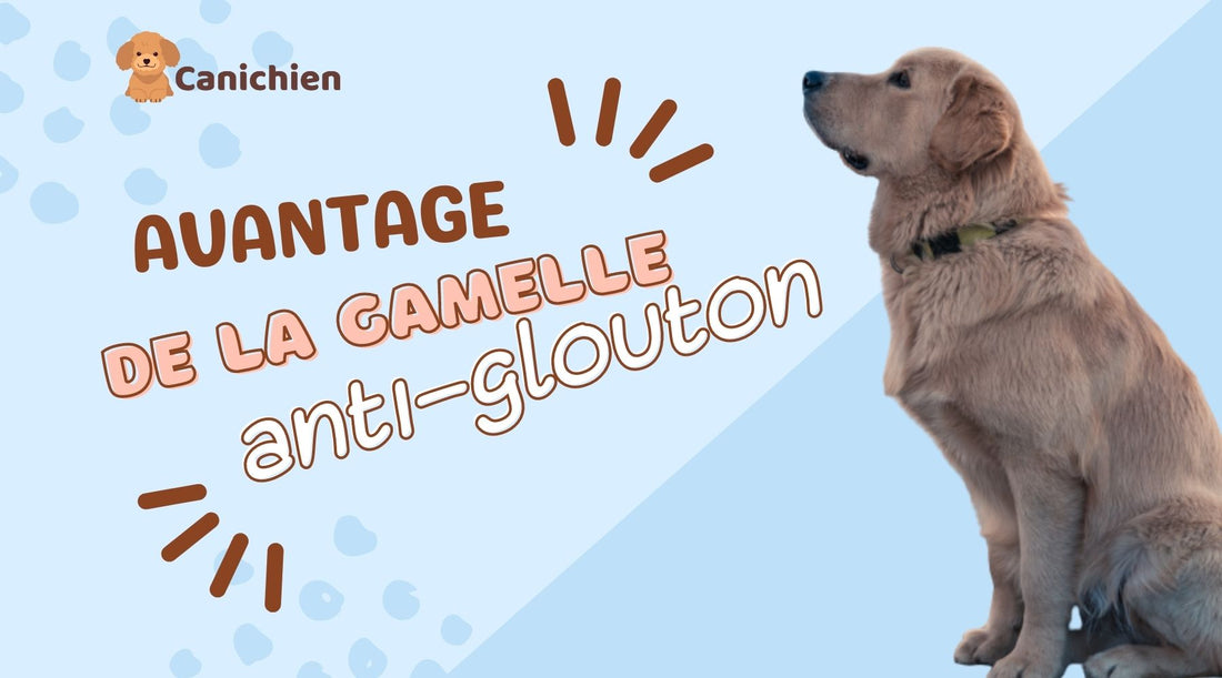 gamelle-anti-glouton-chien-avantage