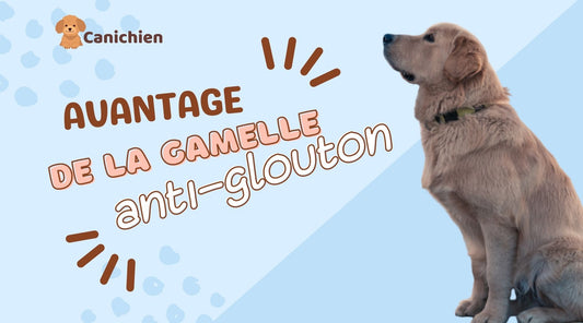 gamelle-anti-glouton-chien-avantage