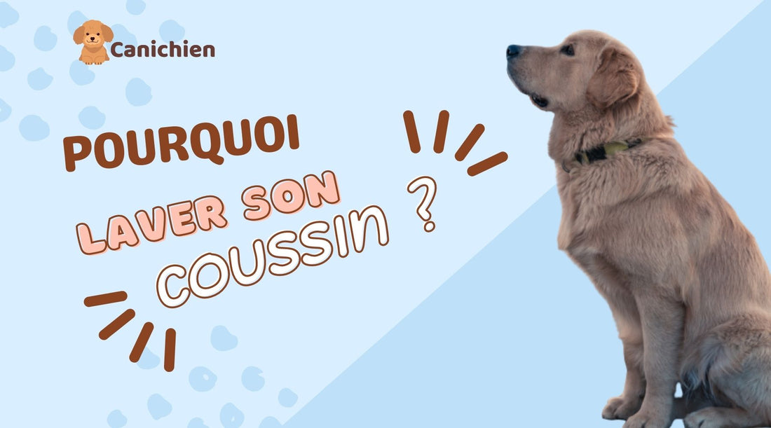 laver-son-coussin-pour-chien