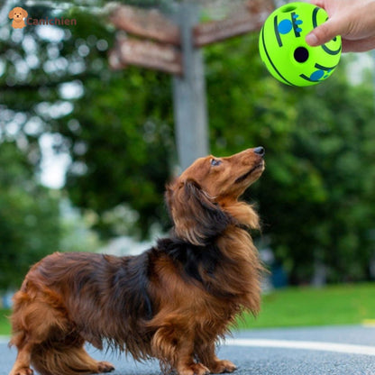 balle-pour-chien-attention