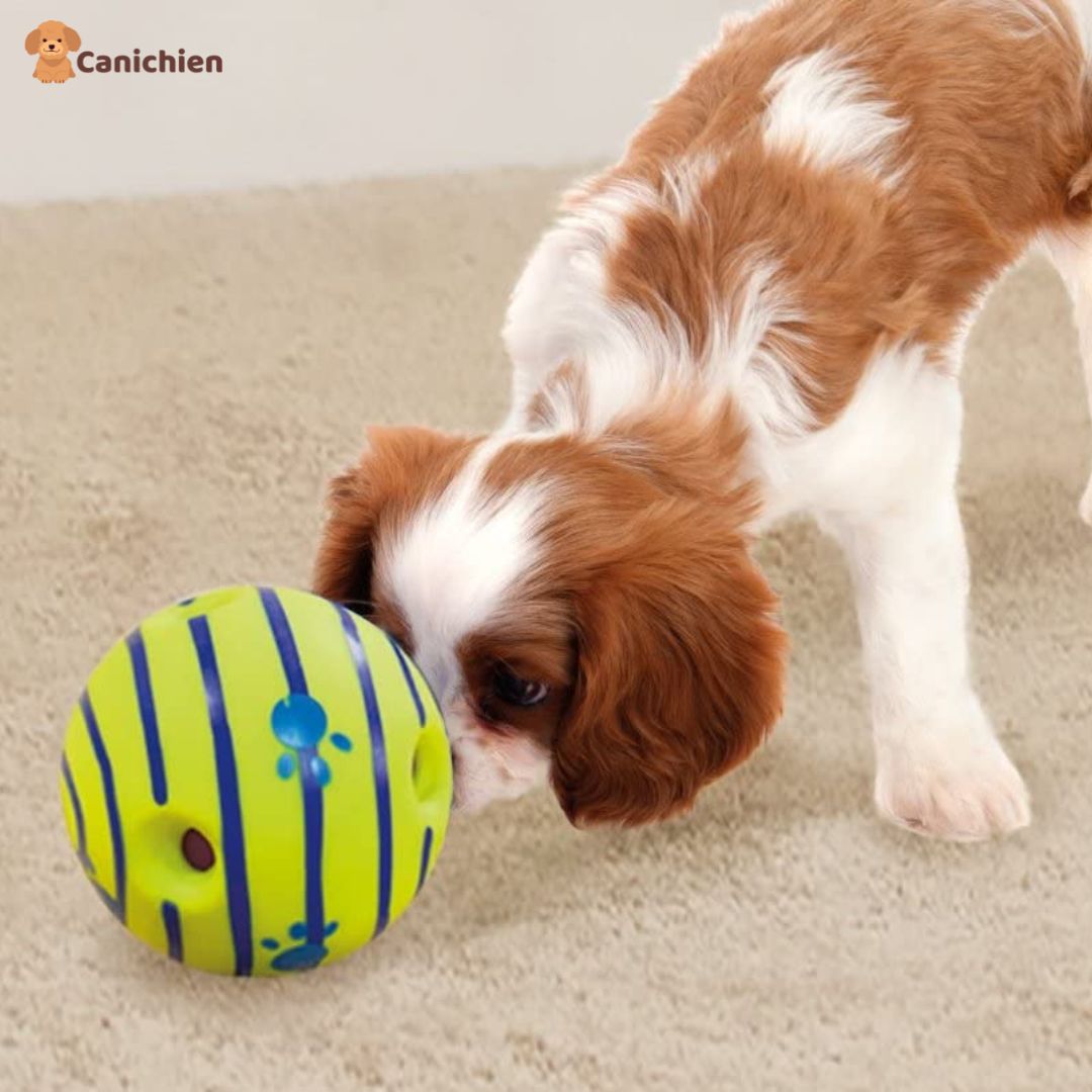 balle-pour-chien-interieur