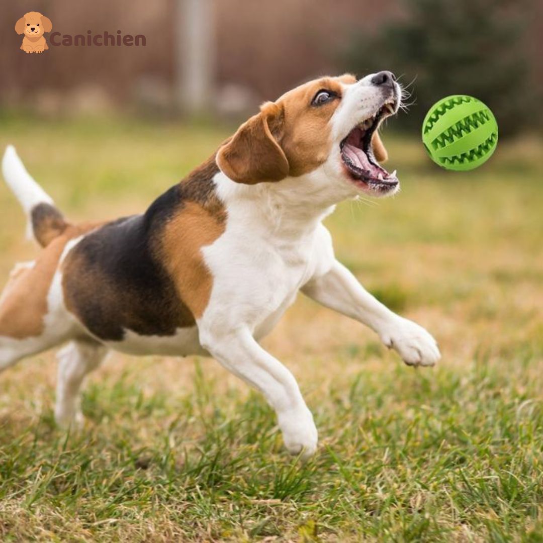 balle-pour-chien-vert