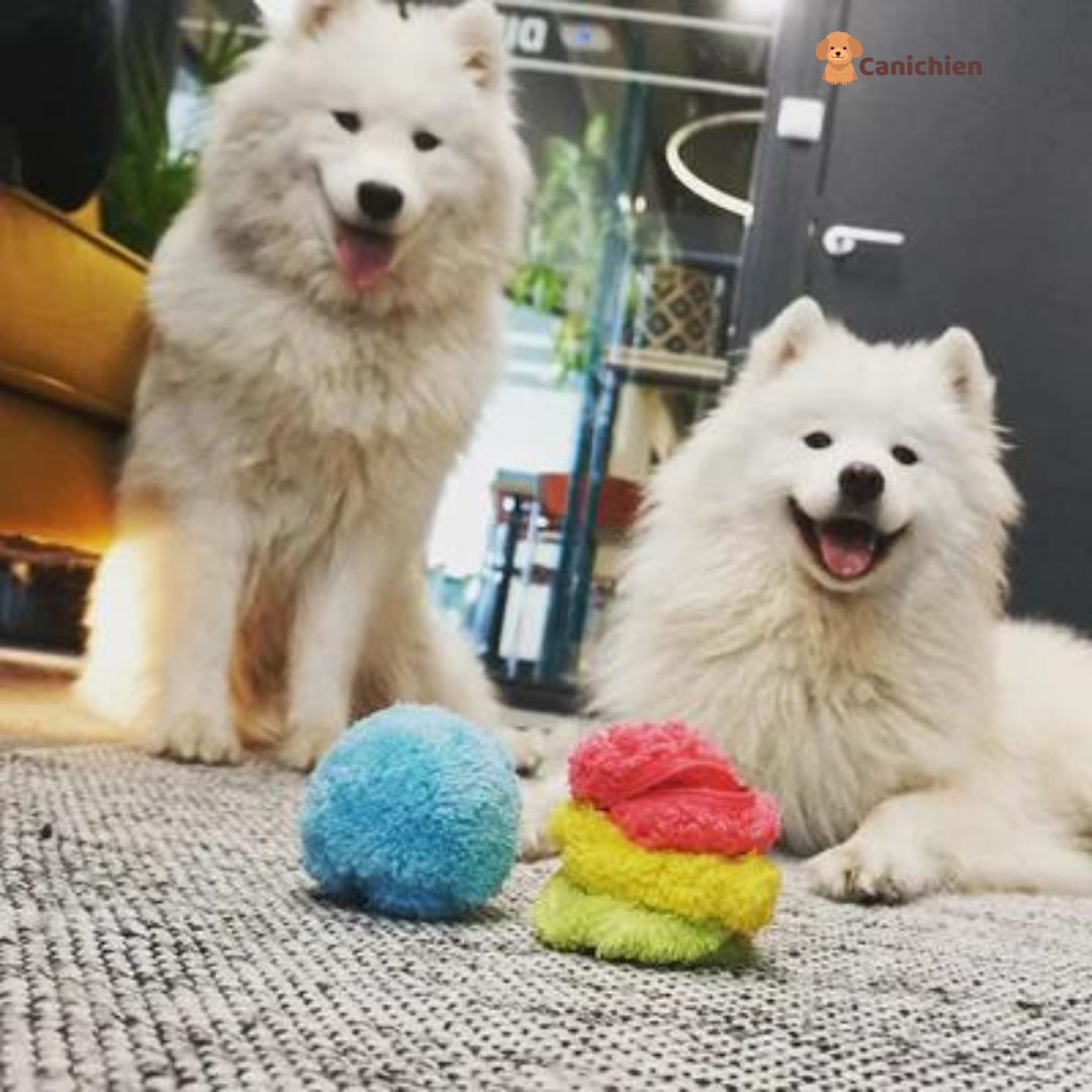 balle-pour-chien