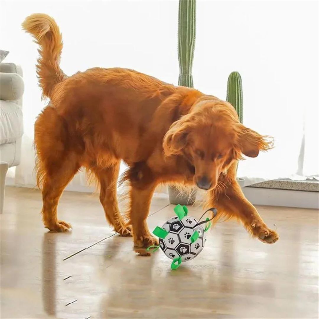 ballon-pour-chien-interieur-amusant