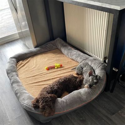 canape-pour-chien-deux-chien