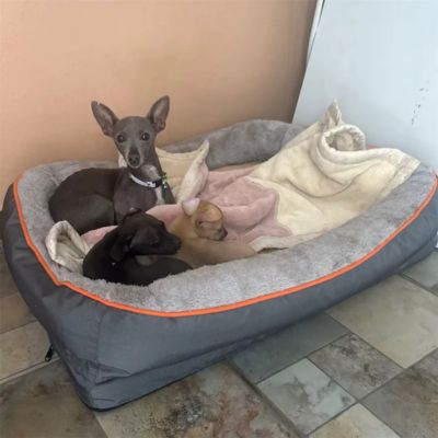 canape-pour-chien-orthopedique-plusieur-chiot