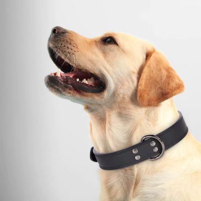 collier-cuir-chien-luxe-grand-chien-noir