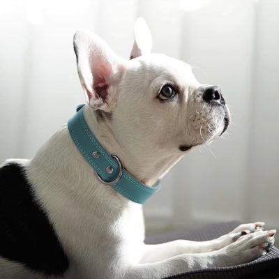 collier-cuir-chien-luxe-vert