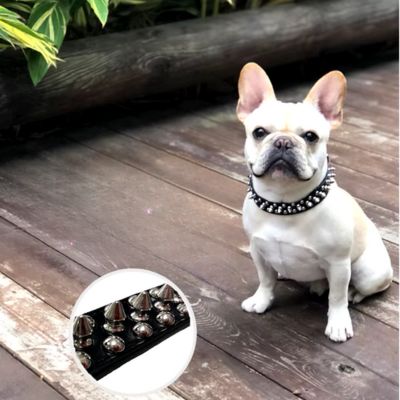 collier-cuir-chien-noir-porter