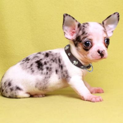 collier-cuir-chien-petite-chien