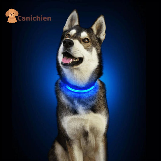     collier-lumineux-chien-bleu-hushy