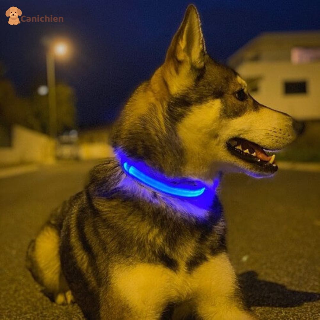 Collier Lumineux Chien NightGuard™ – Rechargeable