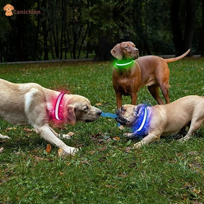 Collier Lumineux Chien NightGuard™ – Rechargeable
