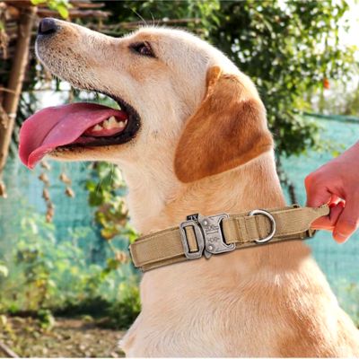 collier-pour-chien-controle