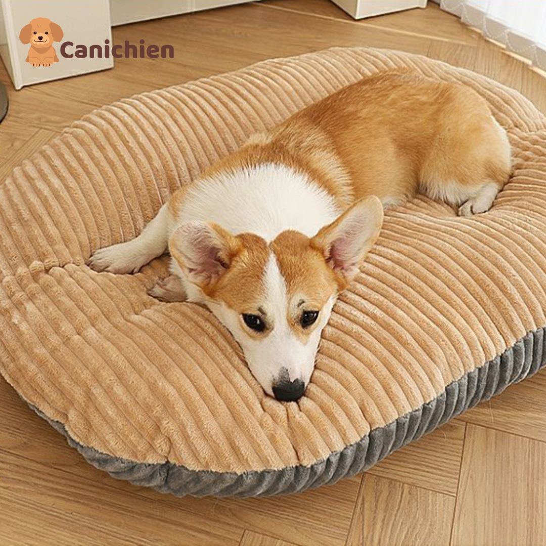 Coussin anti stress chien | TranquiPaw™