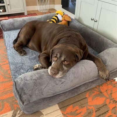 coussin-chien-xxl-orthopédique-apaisant