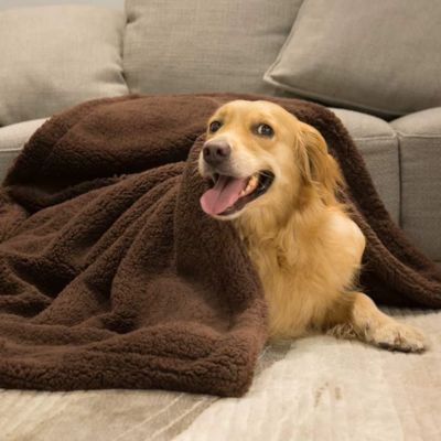 couverture-chien-brun-hiver