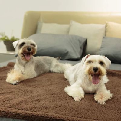 couverture-chien-impermeable-protection