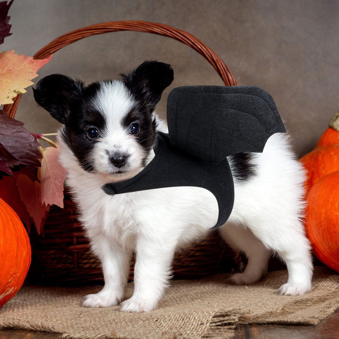 deguisement-chien-chauve-souris