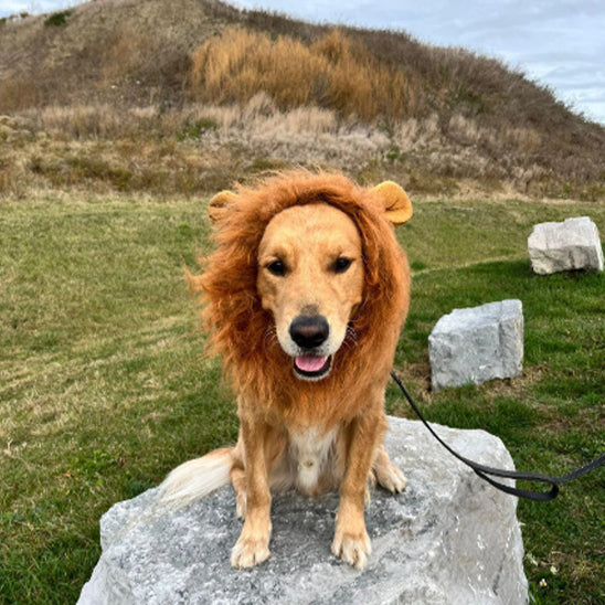deguisement-chien-criniere-lion