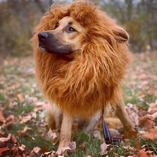 deguisement-chien-drole