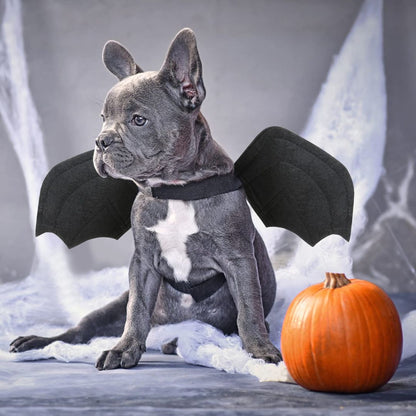 deguisement-chien-halloween-chauve-souris