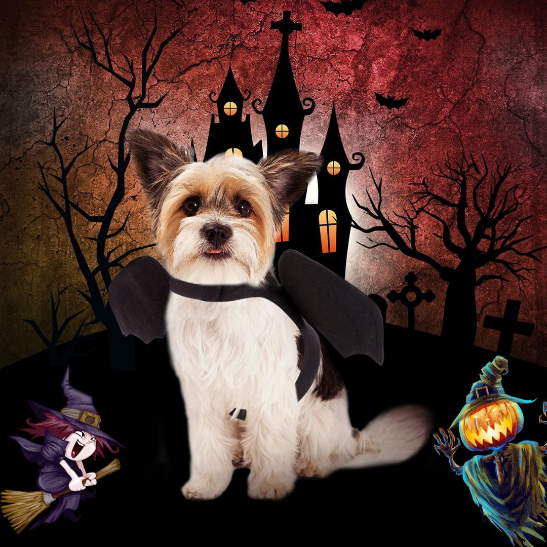 deguisement-chien-halloween