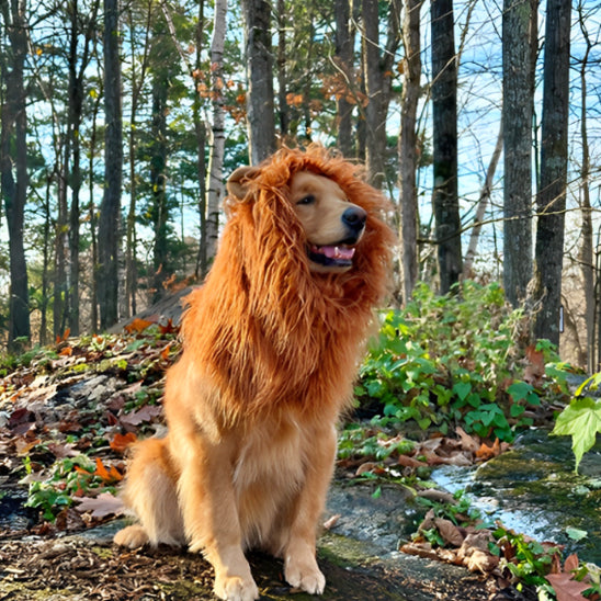 deguisement-chien-ideal-fete