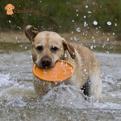 frisbee-chien-aquatique