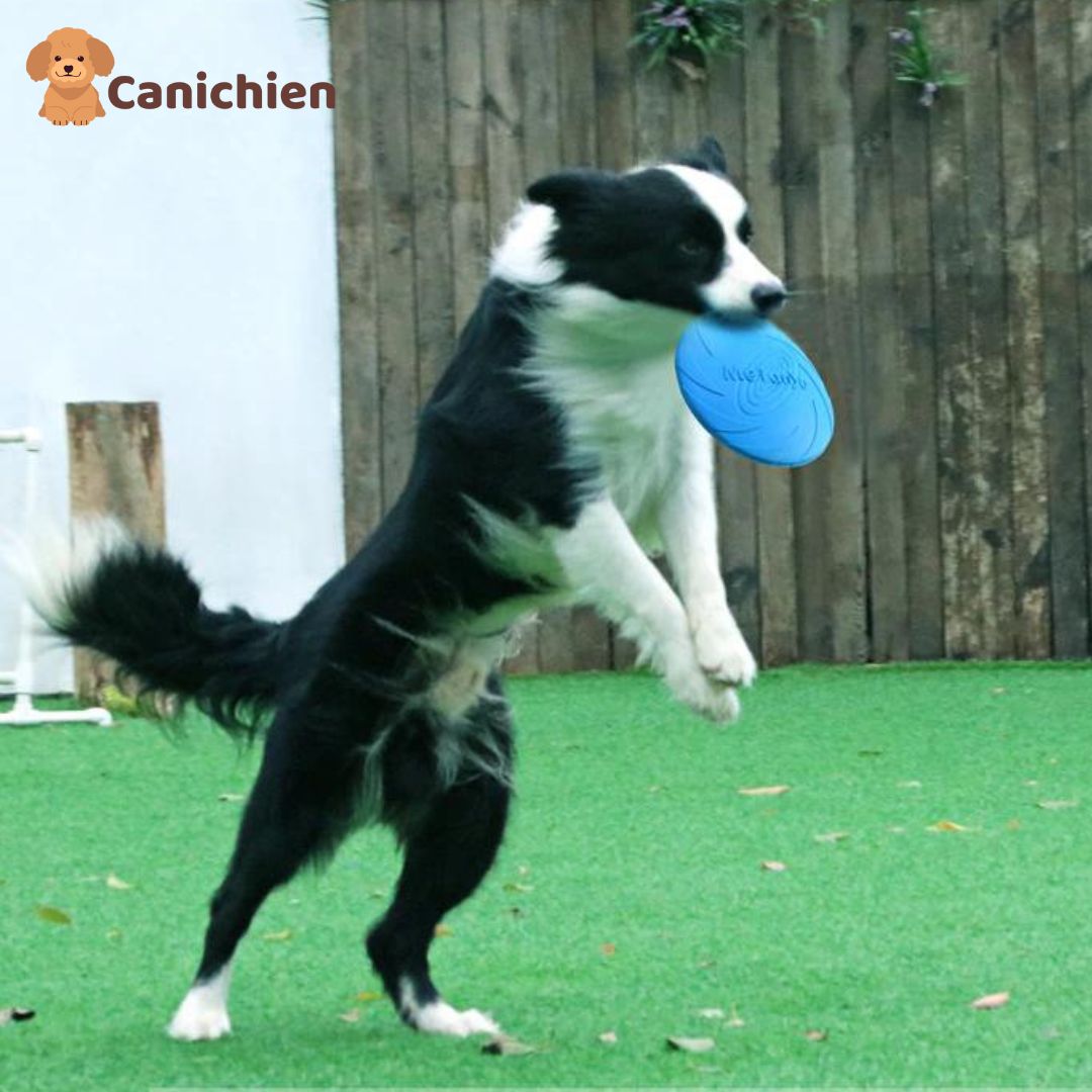 frisbee-chien-bleu-en-saut