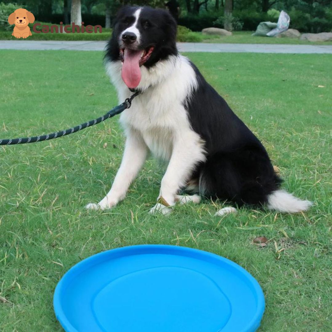 frisbee-chien-bleu-gamelle