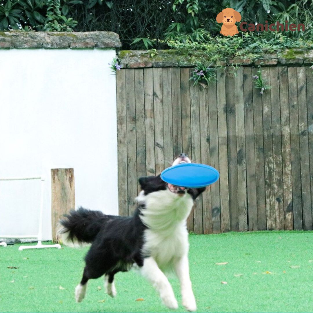 frisbee-chien-bleu