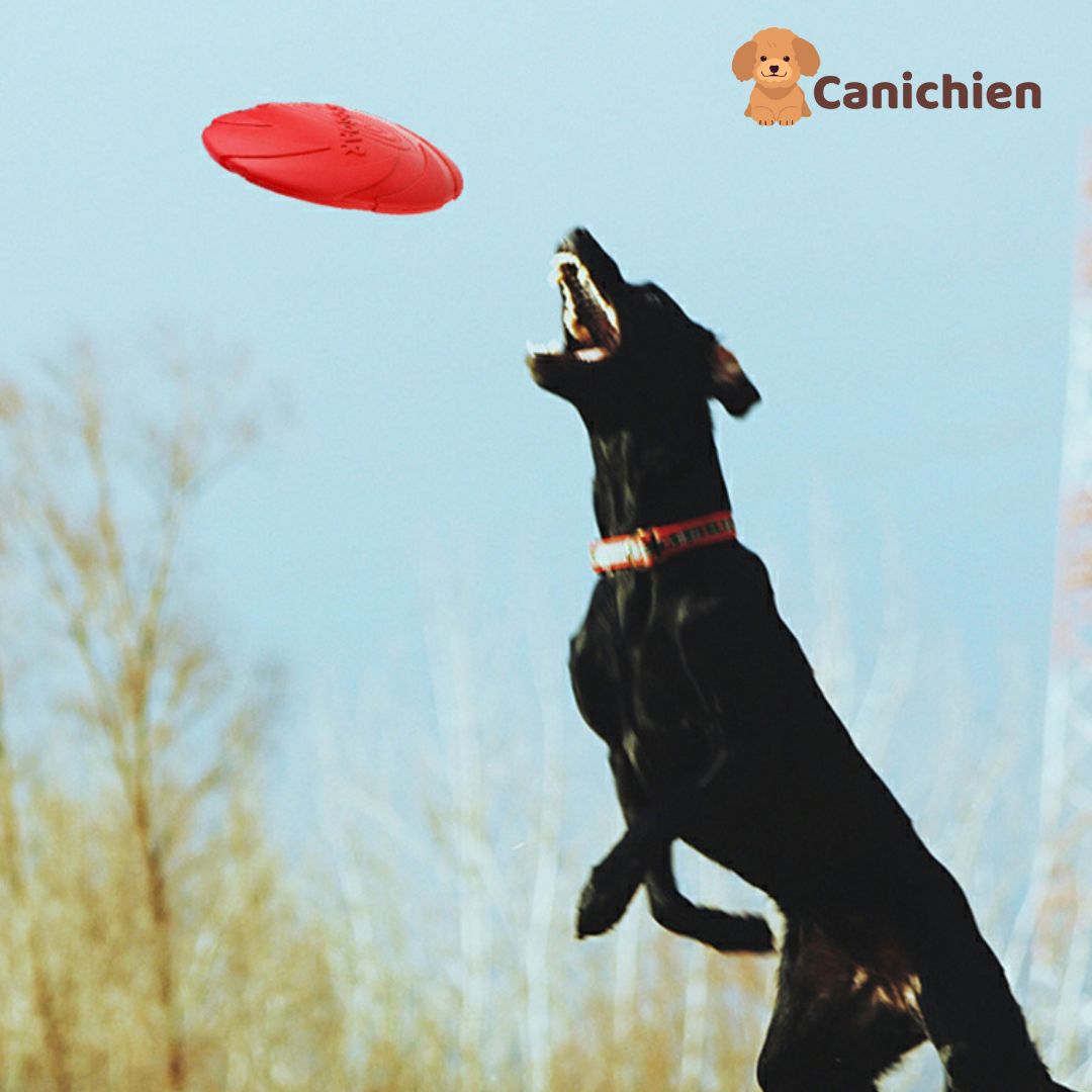 frisbee-chien-rouge