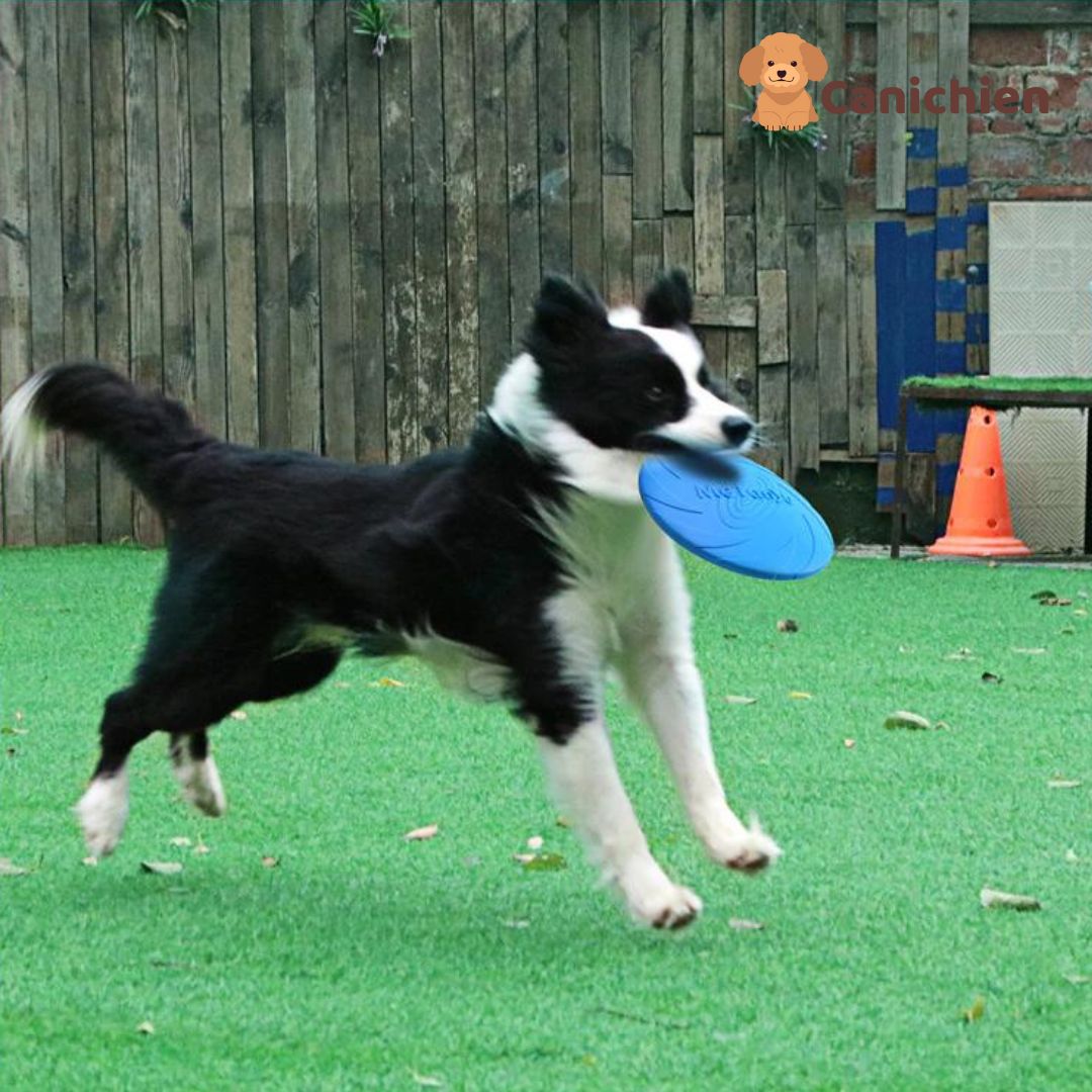 frisbee-chien-solide