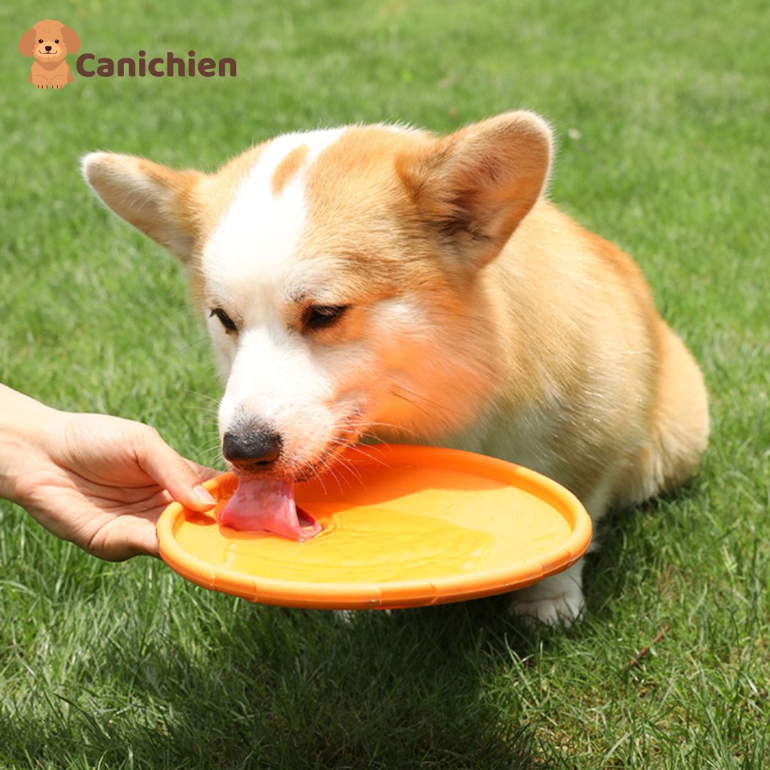 frisbee-chien-utilisation-gourde