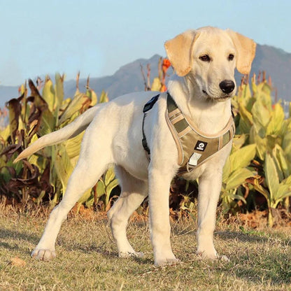 harnais-anti-traction-beige-labrador