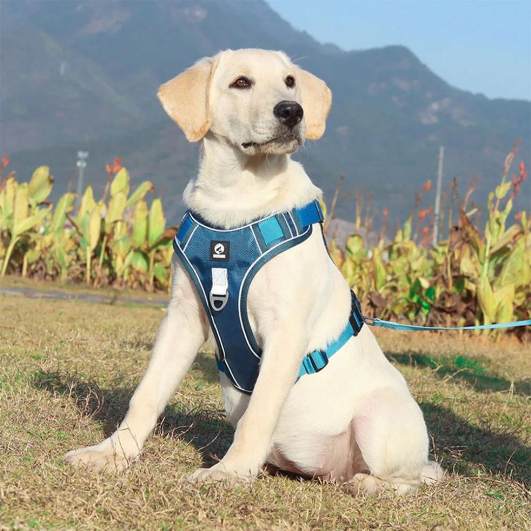 harnais-anti-traction-bleu-labrador