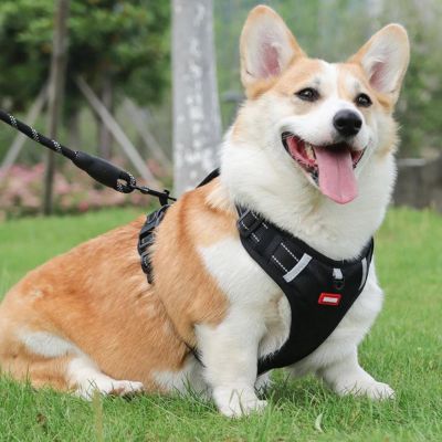 harnais-anti-traction-chien-noir-petit