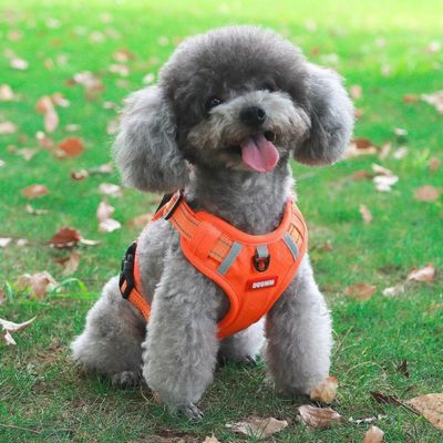 harnais-anti-traction-chien-orange-petit