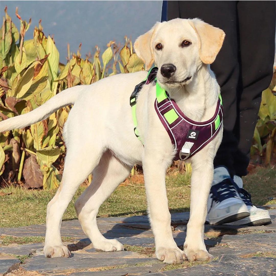 harnais-anti-traction-mauve-labrador