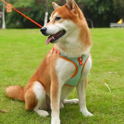 harnais-chien-anti-traction-bleu-grand
